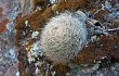 Anteprima di Echinopsis haynei