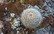 Preview photo Echinopsis haynei