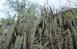 Anteprima di Echinopsis hennigiana