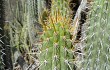 Vista previa de Echinopsis hennigiana