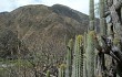 Preview photo Echinopsis hennigiana