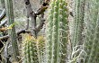 Preview photo Echinopsis hennigiana