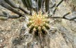 Preview photo Echinopsis hennigiana