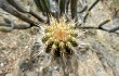 Vista previa de Echinopsis hennigiana