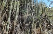 Vista previa de Echinopsis hennigiana