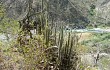 Vista previa de Echinopsis hennigiana