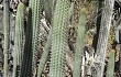 Anteprima di Echinopsis hennigiana