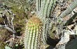 Preview photo Echinopsis hennigiana