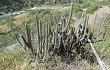 Anteprima di Echinopsis hennigiana