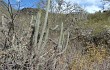 Anteprima di Echinopsis hennigiana