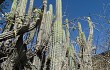 Anteprima di Echinopsis hennigiana