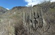 Preview photo Echinopsis hennigiana