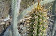 Preview photo Echinopsis hennigiana