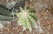 Preview photo Echinopsis hennigiana