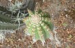 Anteprima di Echinopsis hennigiana