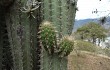 Preview photo Echinopsis hennigiana