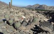 Vista previa de Echinopsis hystrix