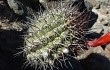 Vista previa de Echinopsis hystrix