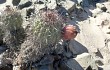 Preview photo Echinopsis hystrix