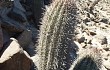 Preview photo Echinopsis hystrix