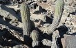 Preview photo Echinopsis hystrix