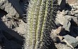 Anteprima di Echinopsis hystrix
