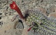 Anteprima di Echinopsis hystrix