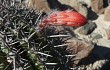 Preview photo Echinopsis hystrix