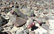 Vista previa de Echinopsis hystrix