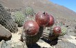 Preview photo Echinopsis hystrix