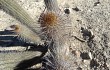 Preview photo Echinopsis hystrix