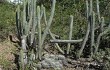 Vista previa de Echinopsis laniceps