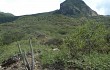 Preview photo Echinopsis laniceps