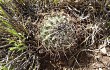 Anteprima di Echinopsis marsoneri