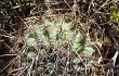Vista previa de Echinopsis marsoneri