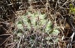 Anteprima di Echinopsis marsoneri