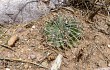 Anteprima di Echinopsis marsoneri