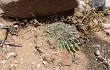 Anteprima di Echinopsis marsoneri