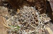 Preview photo Echinopsis marsoneri
