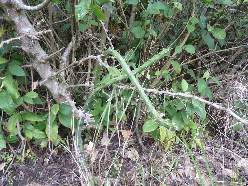 Fotografia di Echinopsis martinii in habitat