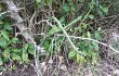 Vista previa de Echinopsis martinii