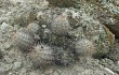 Vista previa de Echinopsis maytana