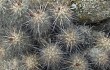 Preview photo Echinopsis maytana