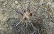 Anteprima di Echinopsis maytana