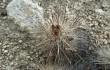 Vista previa de Echinopsis maytana