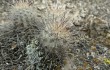 Preview photo Echinopsis maytana