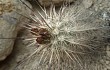 Preview photo Echinopsis maytana