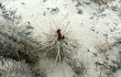 Anteprima di Echinopsis maytana