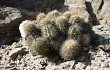 Anteprima di Echinopsis maytana