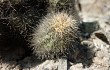 Preview photo Echinopsis maytana